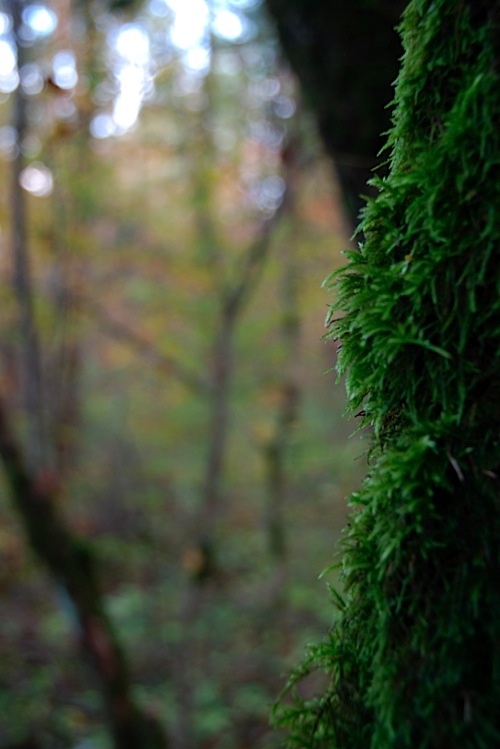 Oculta rera els arbres