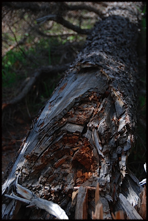 Arbre caigut i estellat