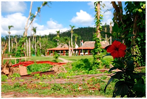 Hibiscus al parad&iacute;s