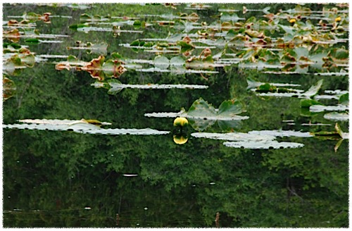 Nen&uacute;fars en un llac