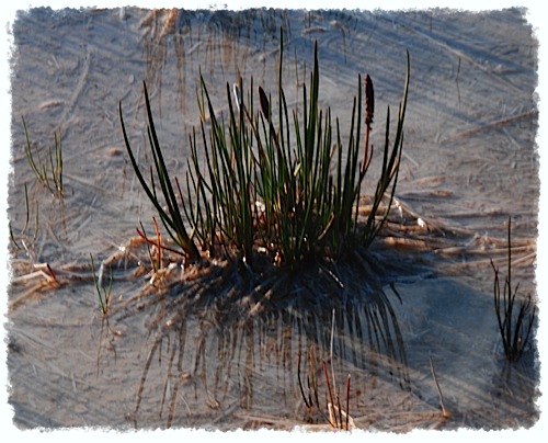 Planta a Yellowstone