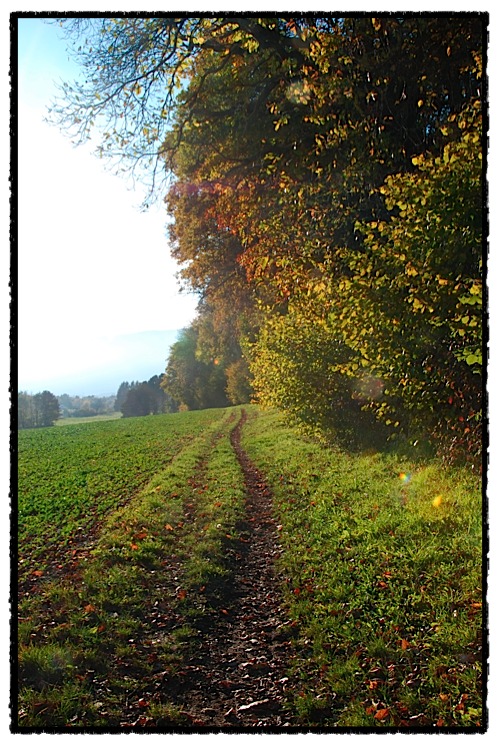 Un cam&iacute; a prop del bosc